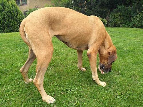 Hund in Konzentration auf grüner Rasenfläche