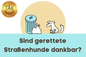 Sind Tierschutzhunde aus dem Ausland dankbar? - Laufzeit (min.): 26:38