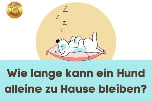 Wie lange kann ein Hund alleine bleiben? - Laufzeit (min): 32:56