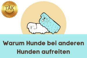 Warum Hunde bei anderen Hunden aufreiten - Laufzeit (min.): 19:08 [Digital]