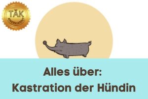 Kastration der Hündin - Laufzeit (min.): 21:31