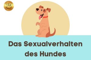Das Sexualverhalten des Hundes - Laufzeit (min.): 15:48