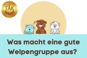 Woran Du eine gute Welpengruppe erkennst - Laufzeit (min.): 25:31