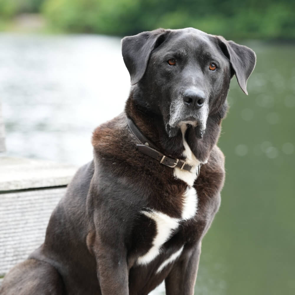 Nanu sitzend vor Teich