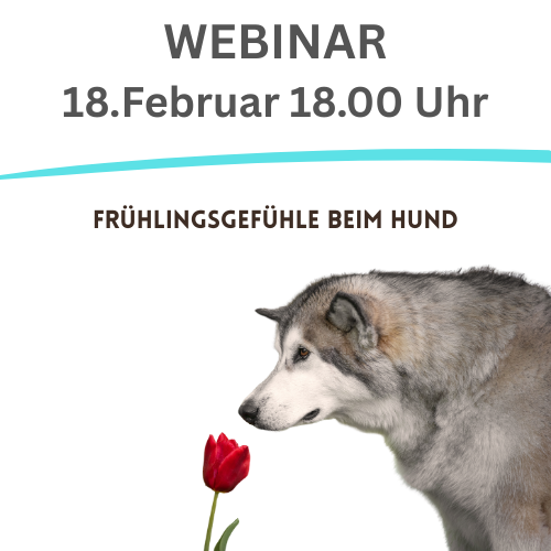 Hund schnuppert an Tulpe
