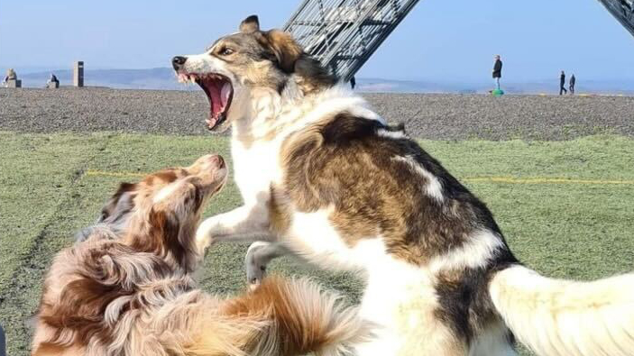 Zwei Hunde toben miteinander