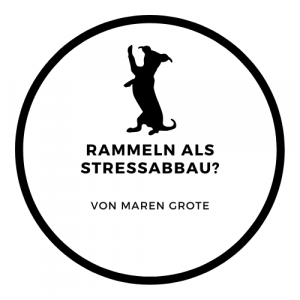 Hund macht Männchen