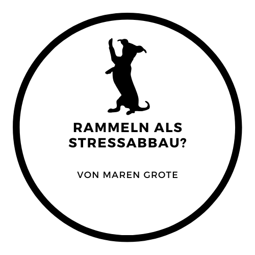 Hund macht Männchen