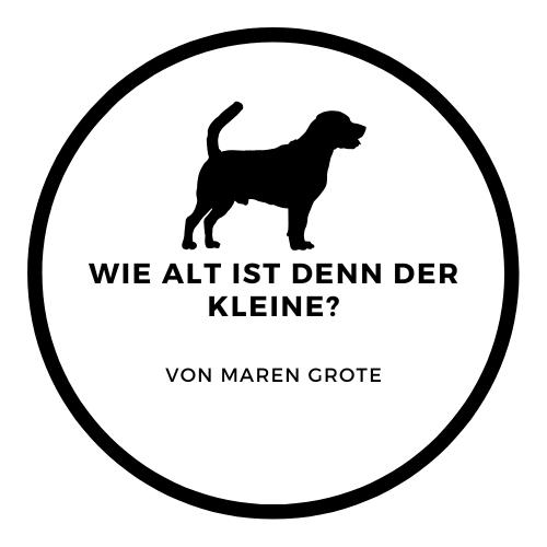 Kleiner Hund steht erwartungsvoll da