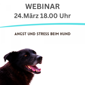 Hund schaut unsicher