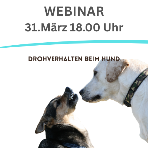 Kleiner Hund knurrt grossen Hund an