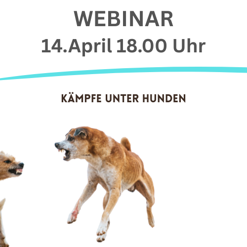 Hund springt bellend hoch