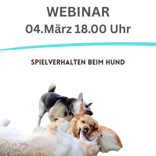 Drei Hunde spielen miteinander