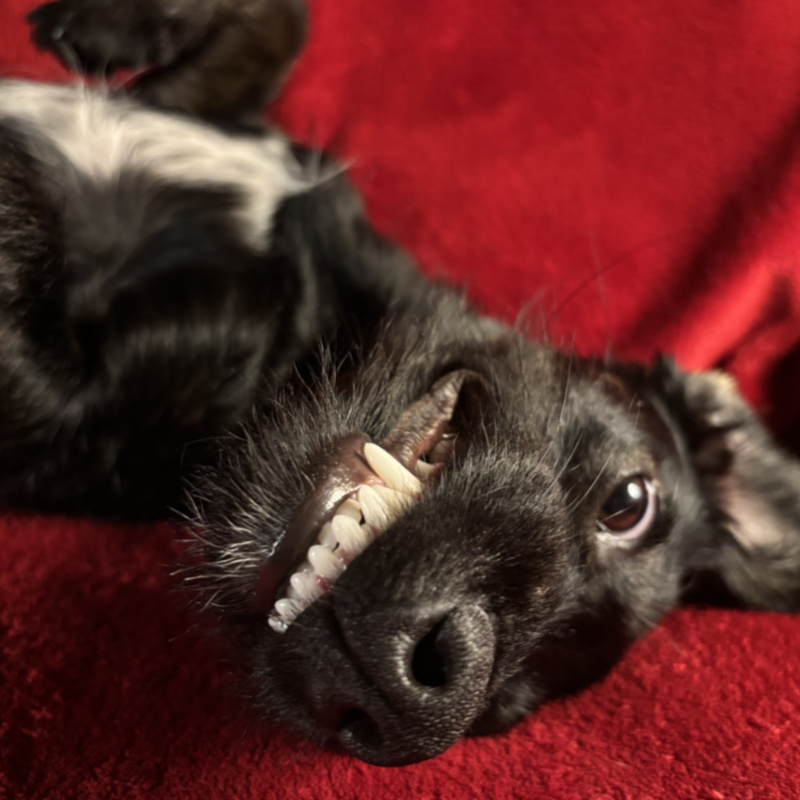 Vanda liegt auf rotem Tuch und fletscht die Zähne