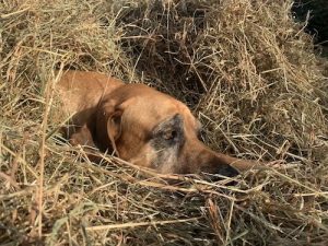Hund Hummel schaut aus einem Heuhaufen heraus