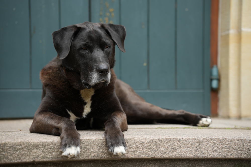 Nanu beobachtet aufmerksam
