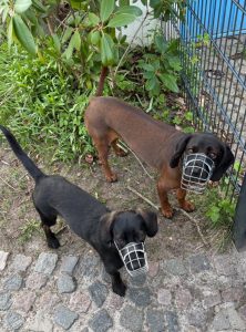 Die Hunde Vanda und Schnipsel mit Maulkorb