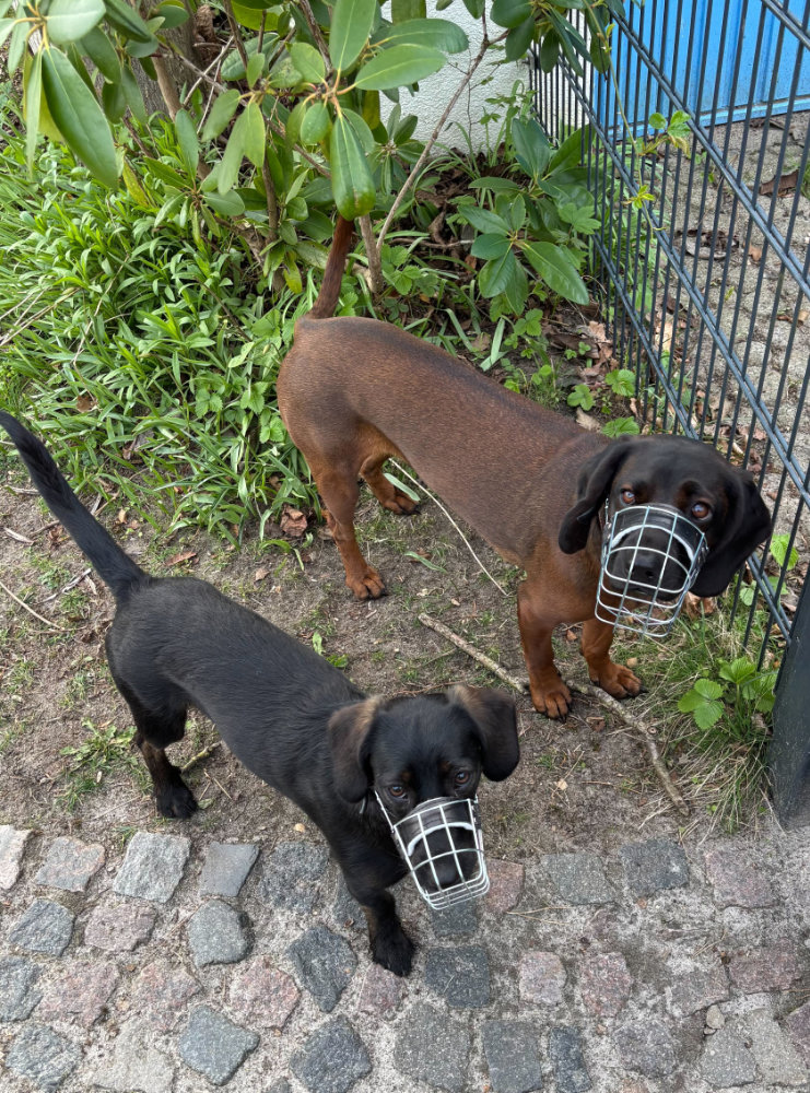Die Hunde Vanda und Schnipsel mit Maulkorb