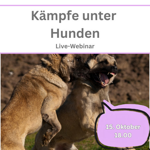 Ankündigung Webinar Kämpfe unter Hunden