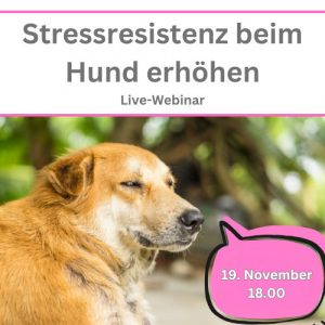 Ankündigung Webinar Stressresistenz beim Hund